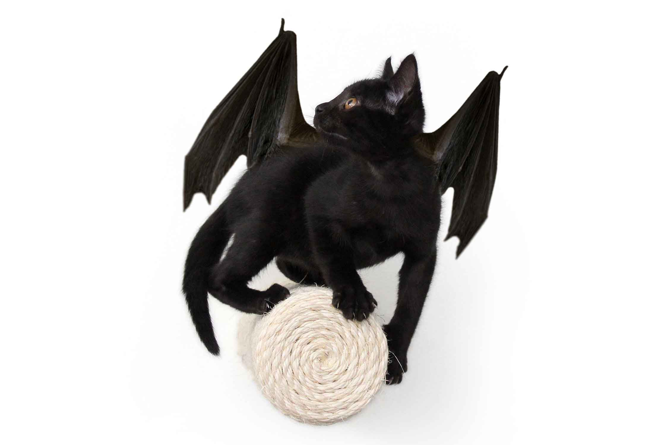 Black cat with bat wings on a white background