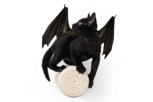 Black cat with bat wings on a white background