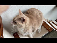 cat climbing on cat condo and bridge