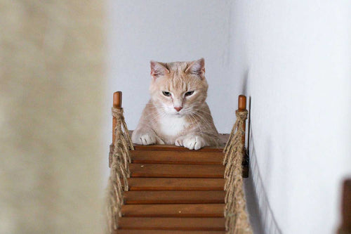 Cat peeking across a wall mounted bridge for kitties