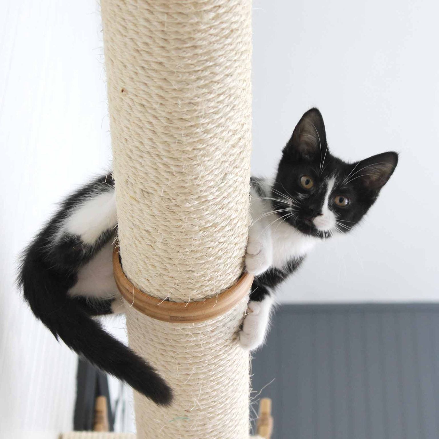 Black and white kitten wrapped over a Horizontal Pole.