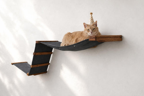 cat lounging on wall hammock with party hat