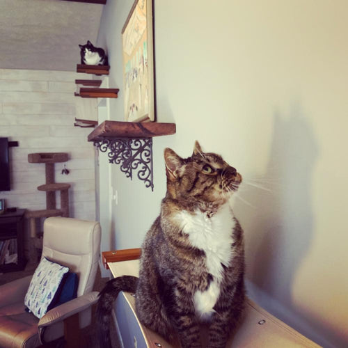 brown cat on cat hammock in a customer's home