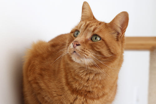 orange cat looking confused