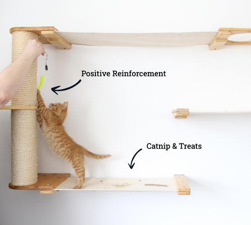 using Positive Reinforcement to have cat scratch pole