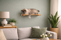 Cat resting on a wooden shelf above a sofa with decorative elements.