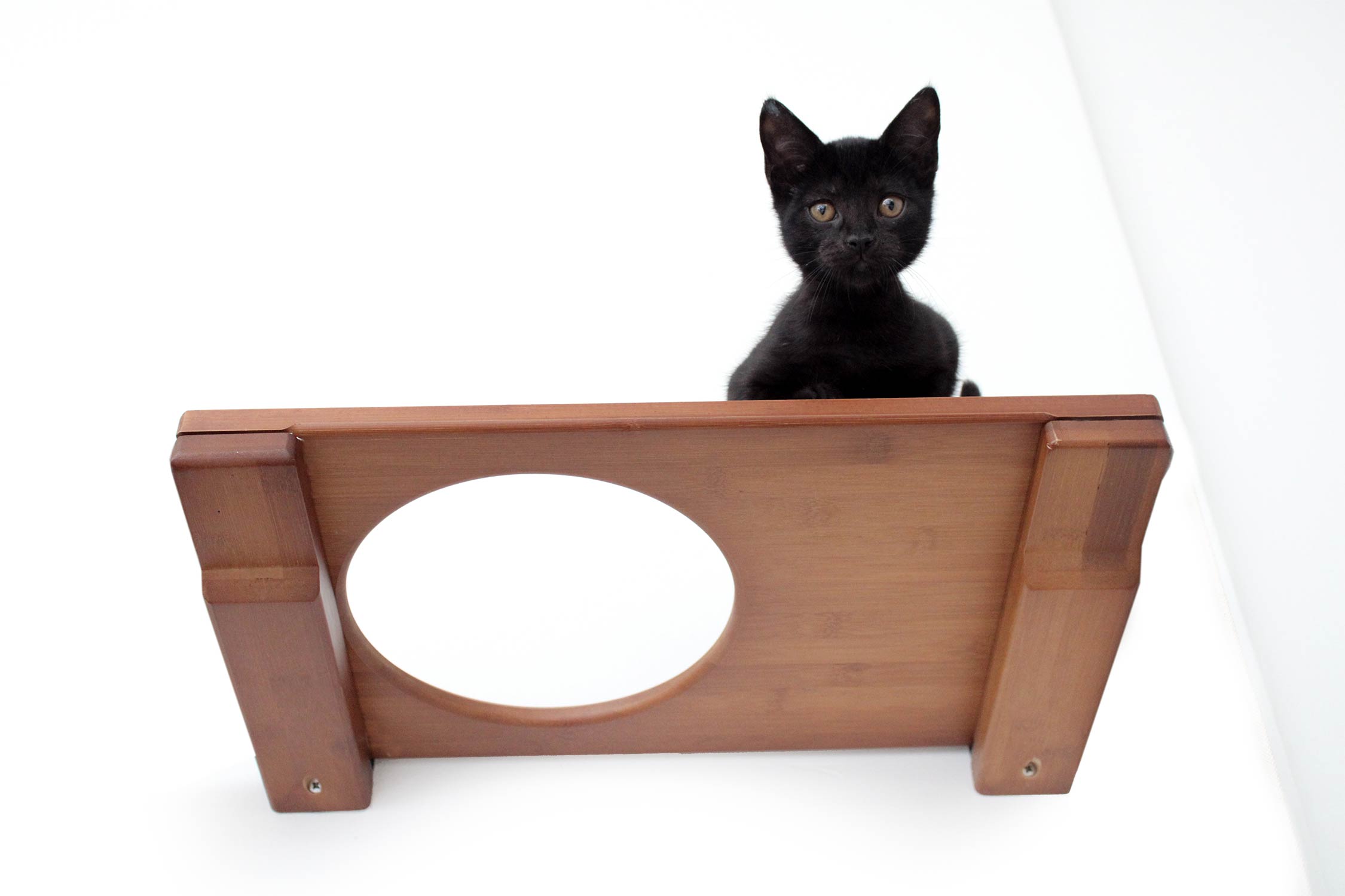 black kitten peering down from an English Chestnut 18" escape hatch cat shelf