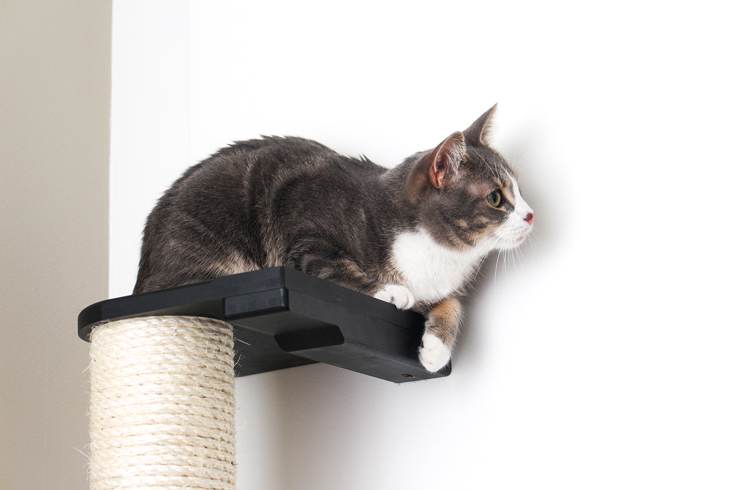 Close-up of grey and white tabby cat perched atop Onyx Sisal Pole.