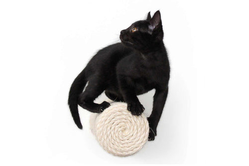 Black kitten ready to pounce off of the floating cat scratching post step