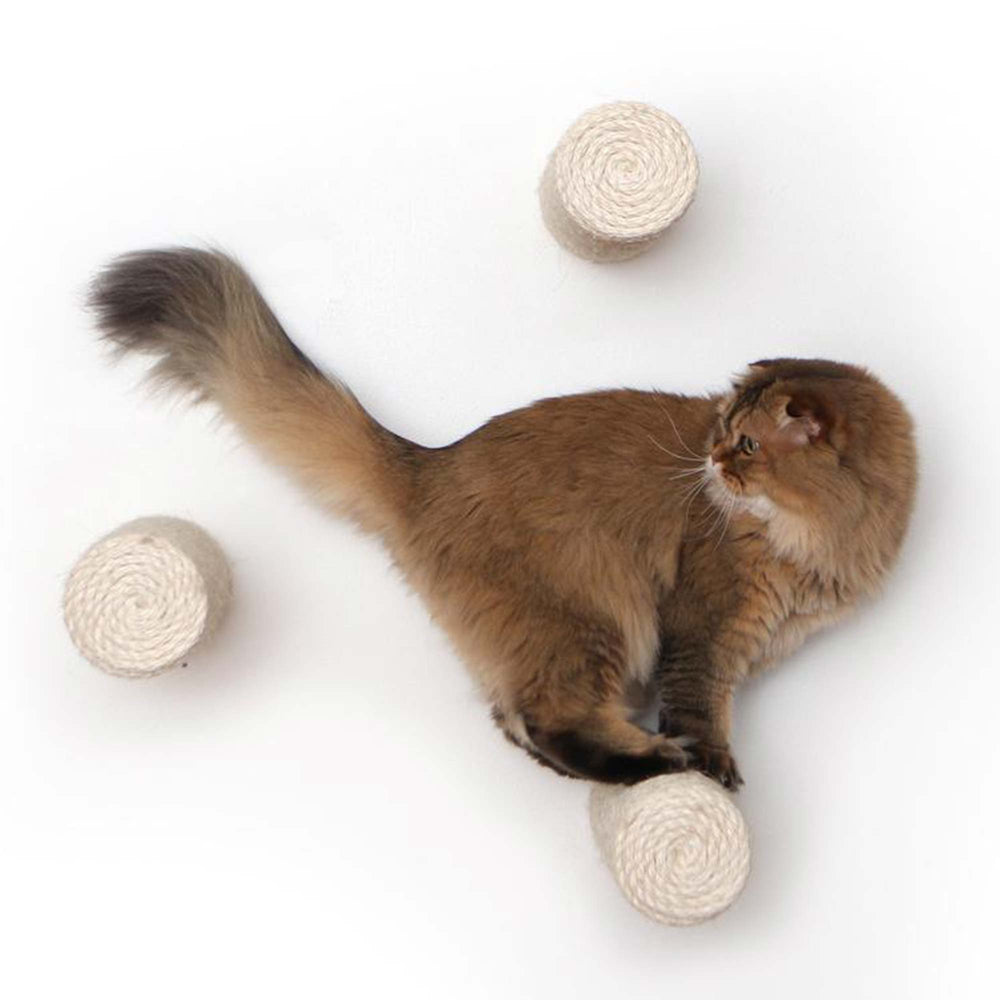 Fluffy cat perched on a floating sisal pole.