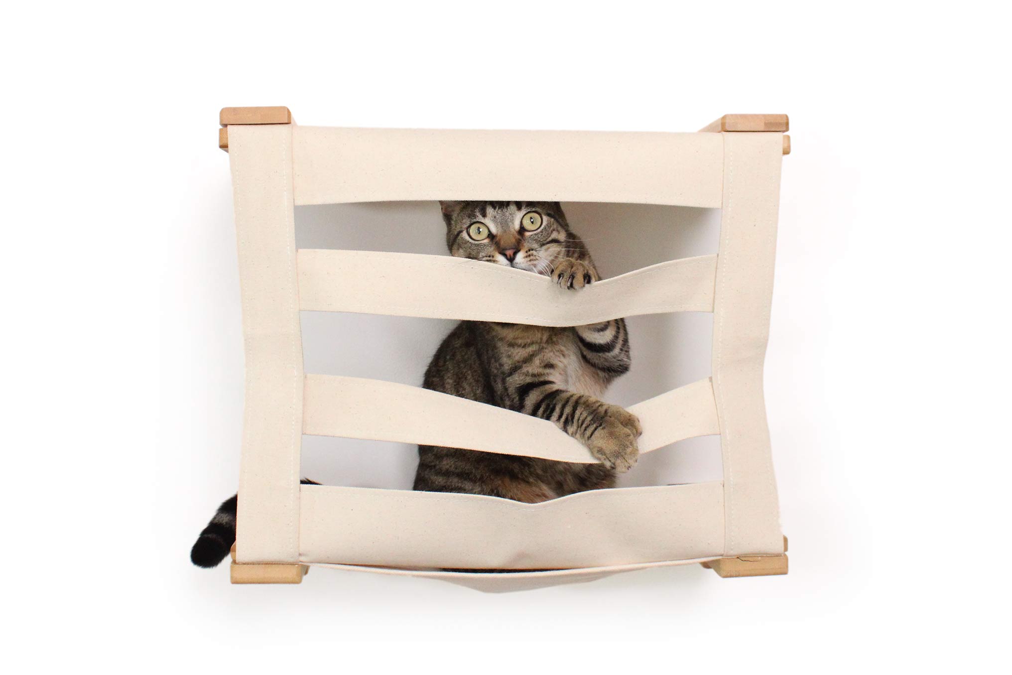 cat looking through cubby