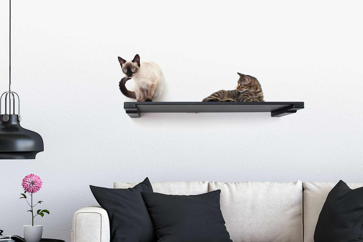 cats laying on large cat shelf