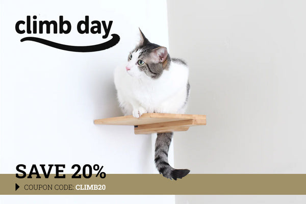 cat perching on wooden shelf with 20% off text