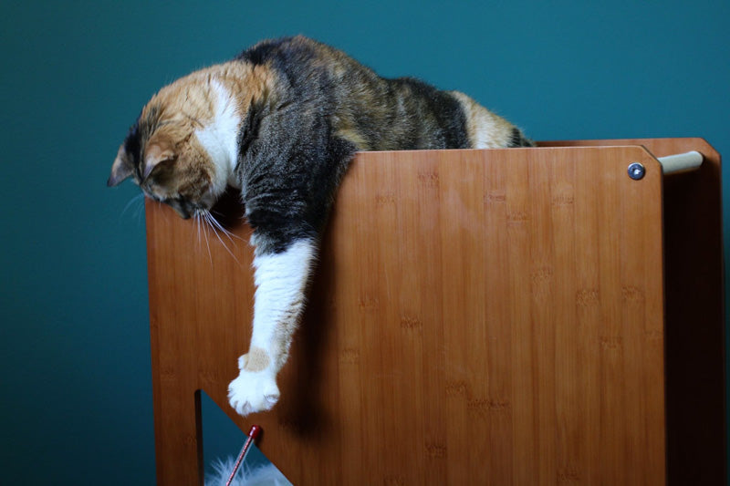 Cat playing on the Overlook Cat Tree