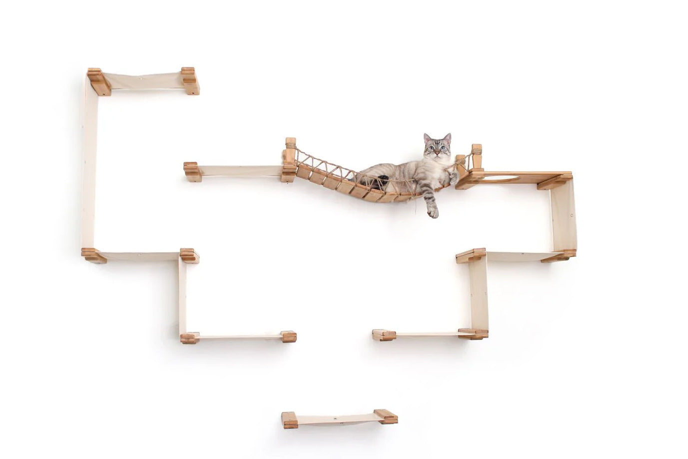 Cat on a wooden wall shelf with a white background