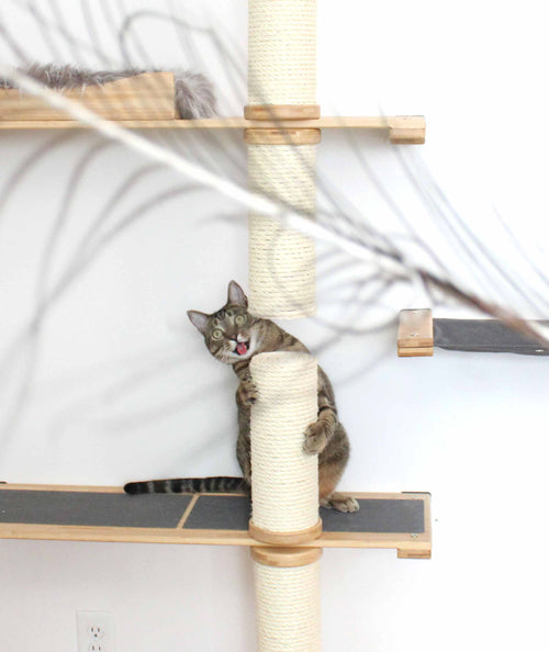 cat with tongue out from play