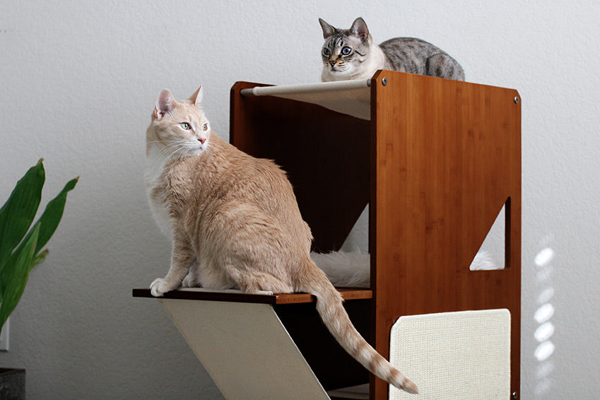 two cats on The Overlook Cat Tree