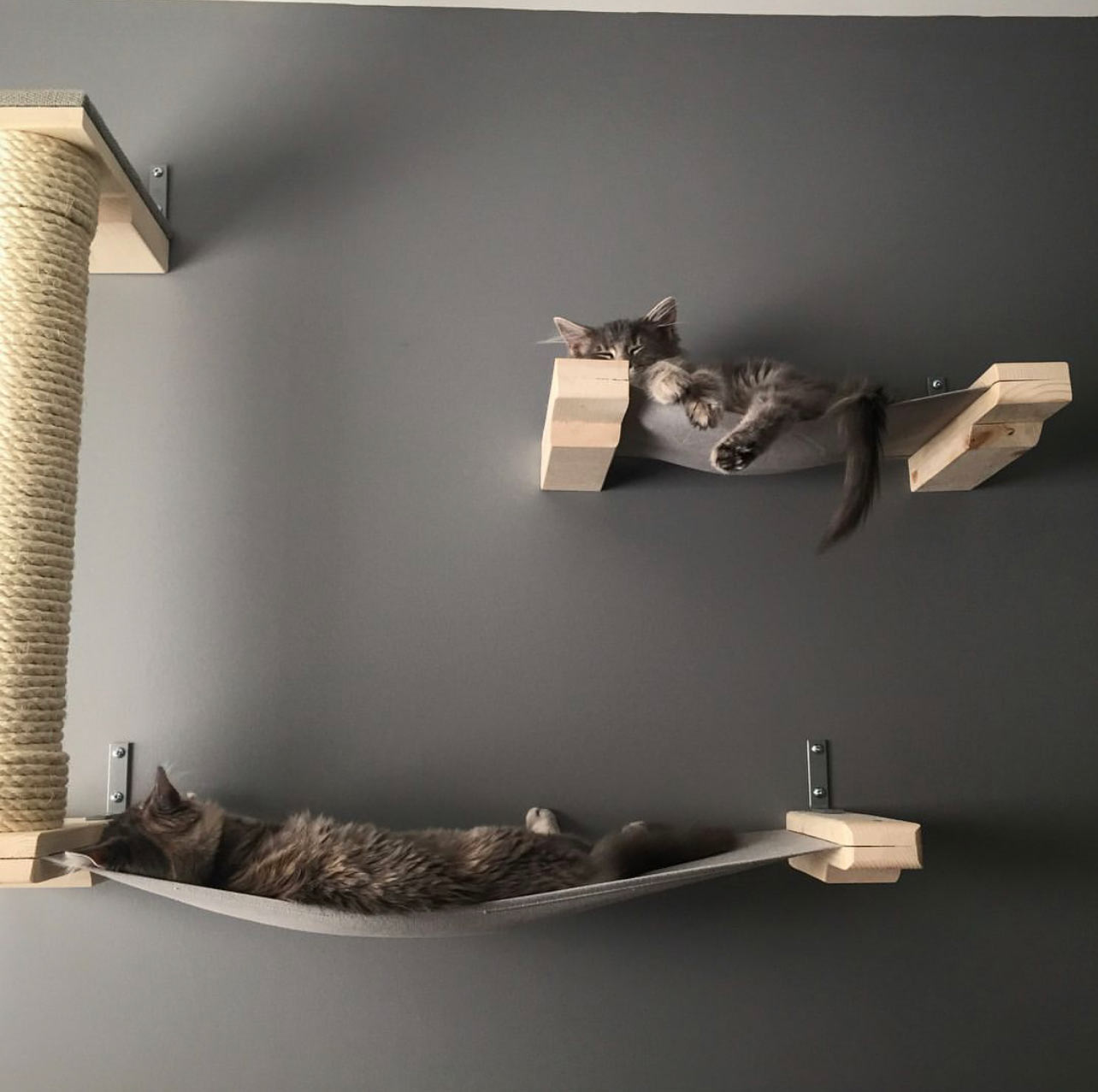 two cats sleeping near each other on their own hammocks