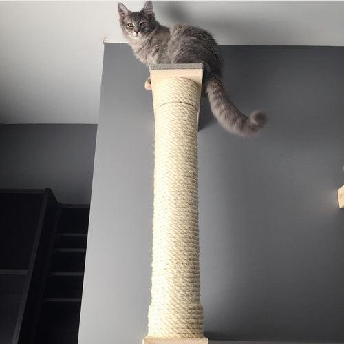 cat standing on top of a scratching pole 
