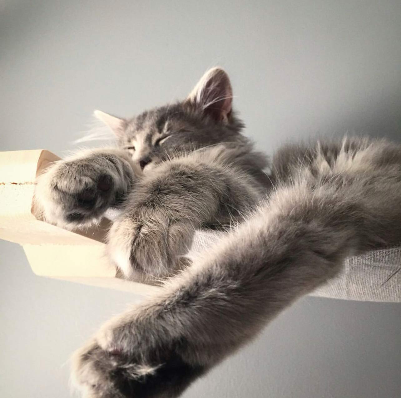 fluffy kitty sleeping in a cat hammock with big ol paws