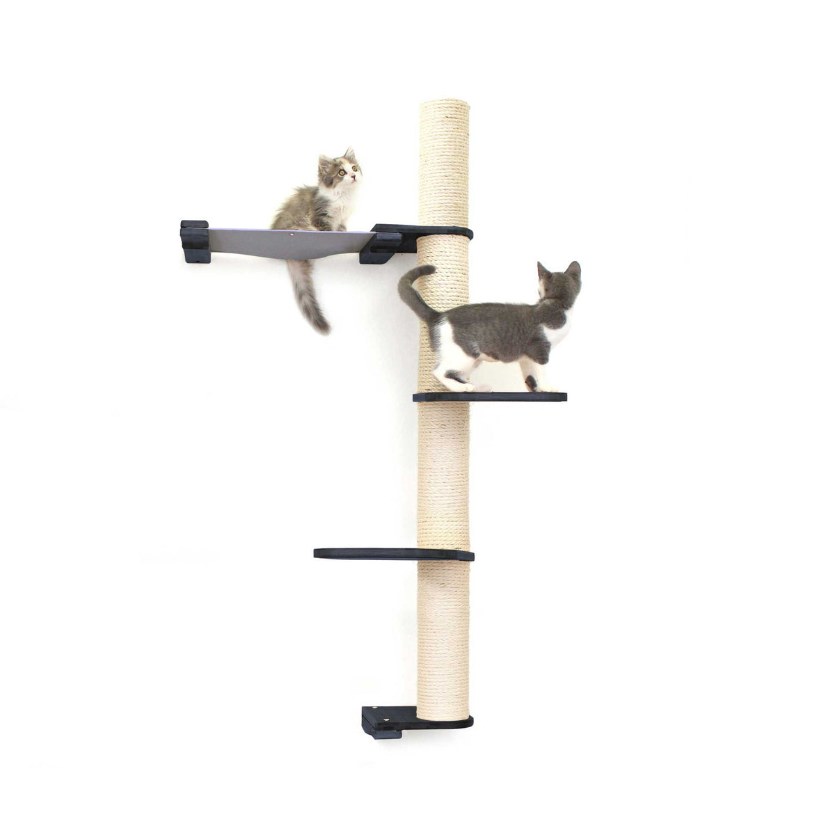 Cats on Crows Nest