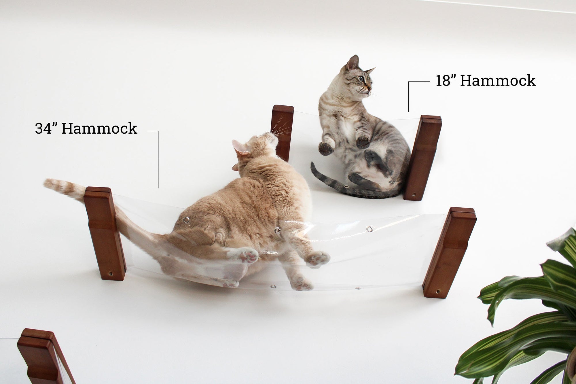 Two cats on invisible cat hammocks, showing the difference between the 18" an 34" options