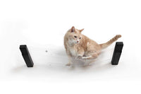 Cat on an invisible hammock