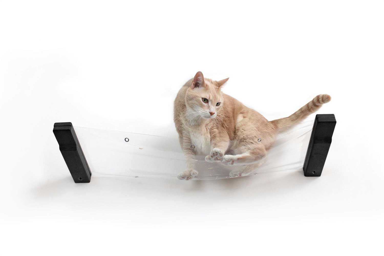 Cat on an invisible hammock