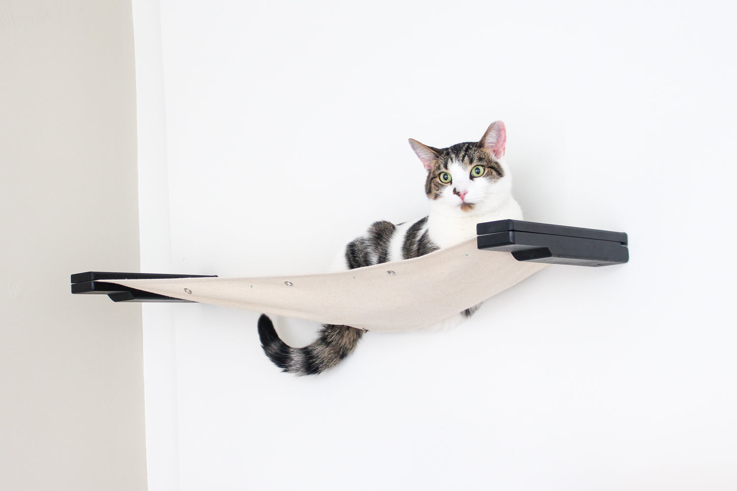 Cat lounging on a 34 inch Onyx bamboo and Natural canvas cat wall hammock