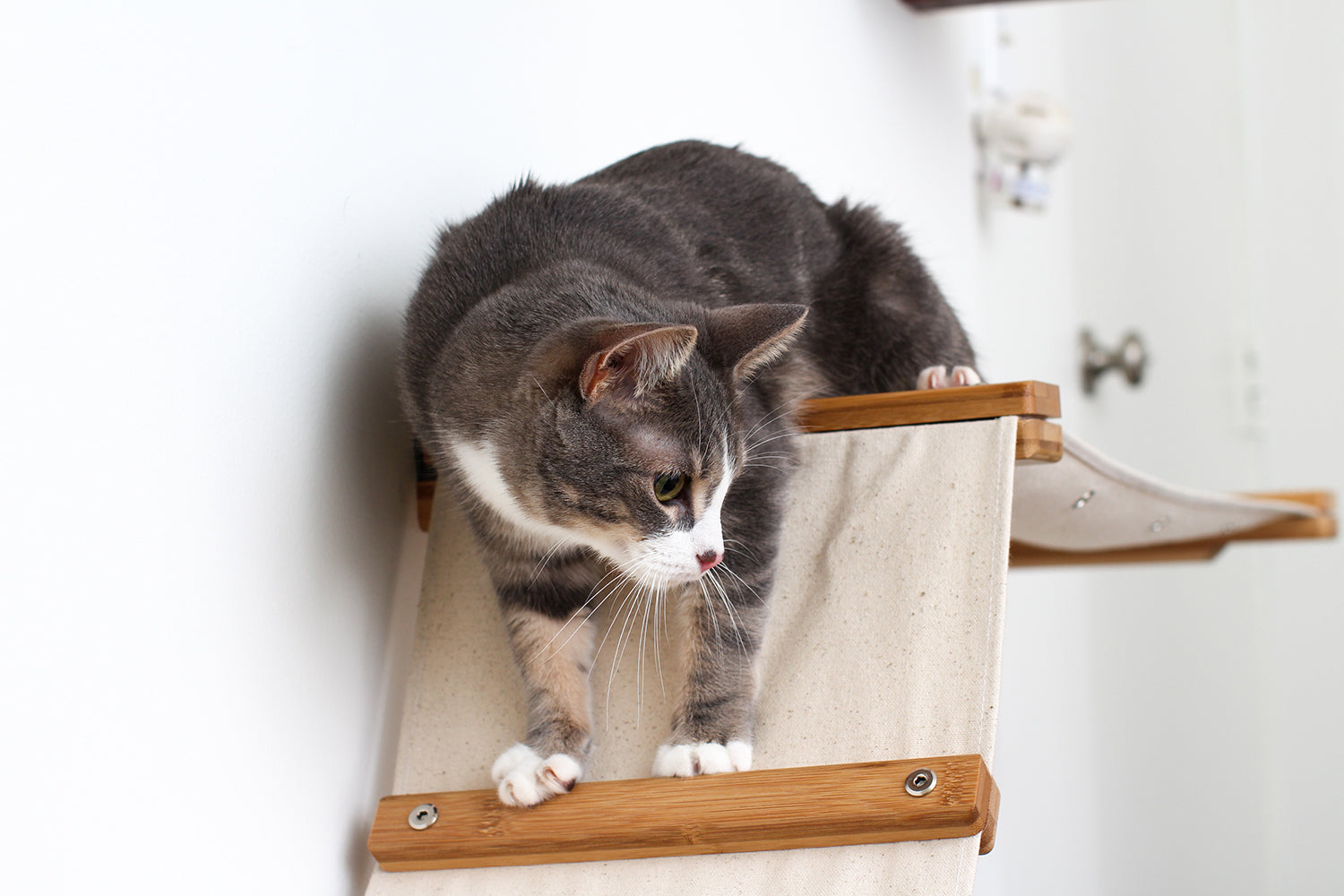 kitten exploring wall mounted fabric track