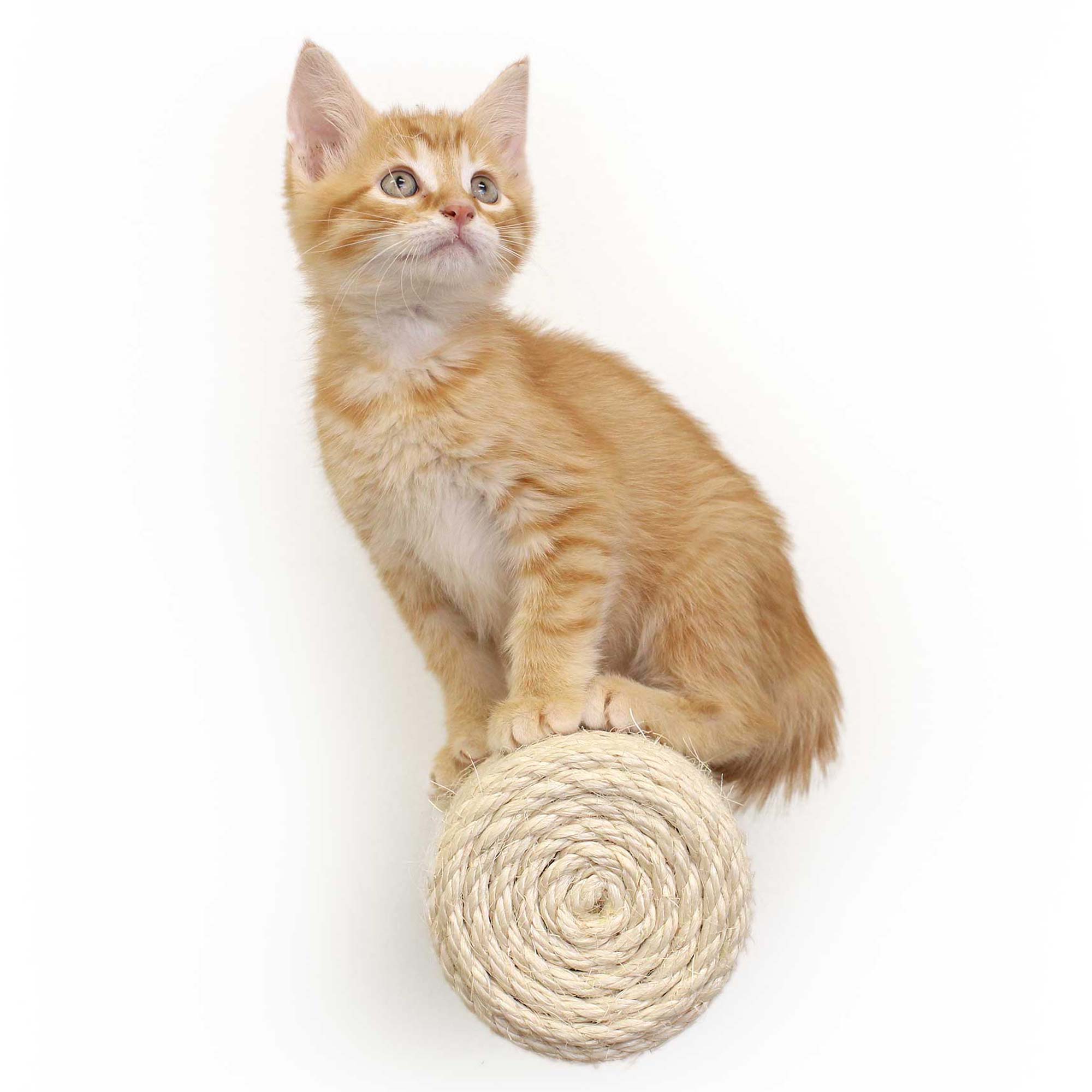 How to Find the Perfect Cat Scratching Post
