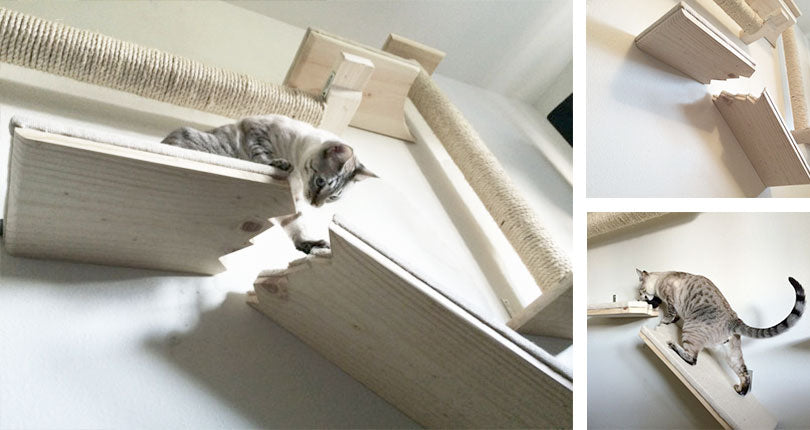 cat playing on a wall mounted cat furniture