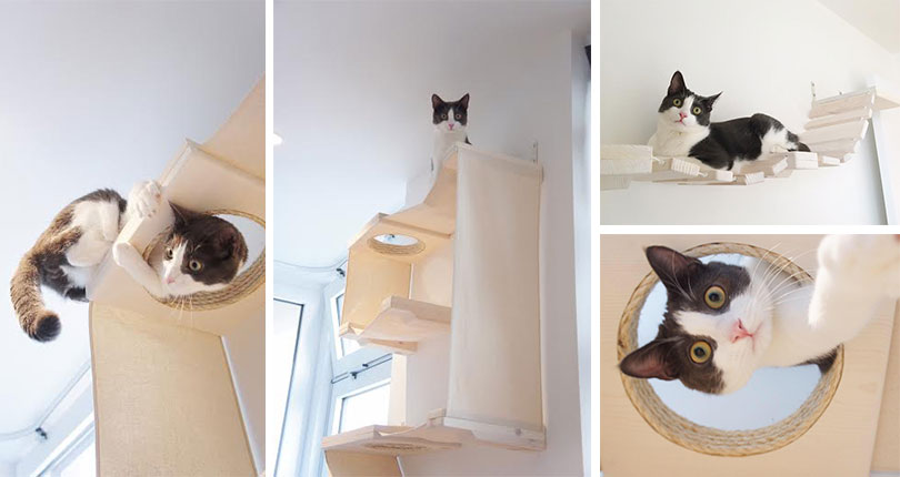 photo collage of cat playing on wall mounted cat furniture