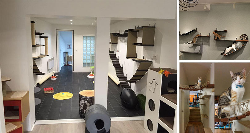 photo collage of installed wall mounted cat complexes with kittens