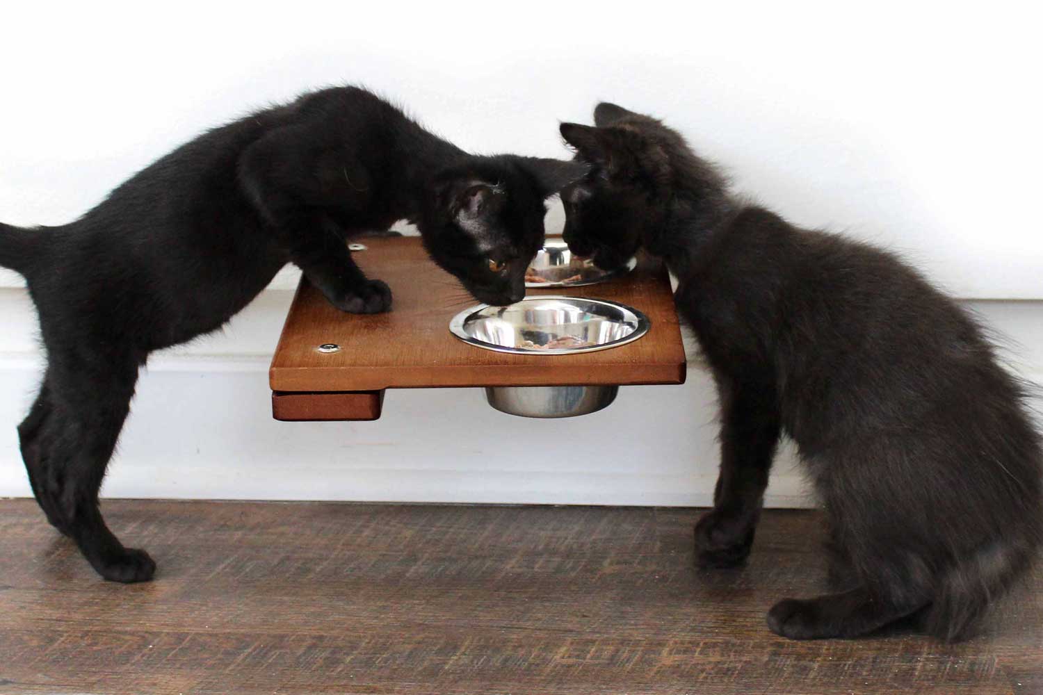Two kittens eating from the English Chestnut 9-Inch Feeding Shelf
