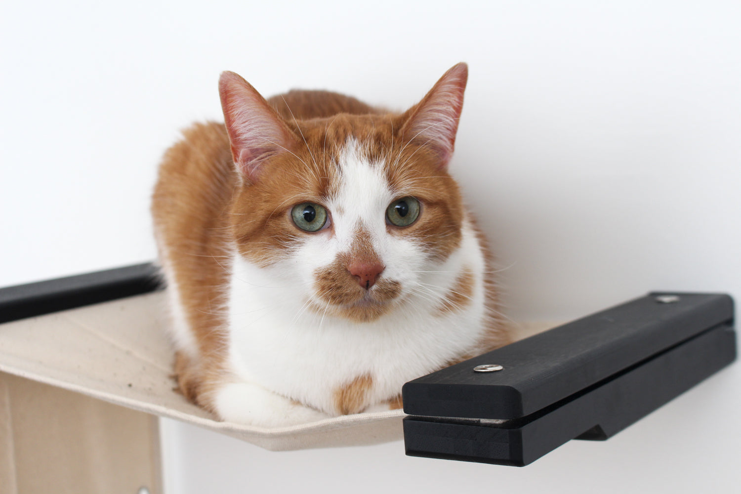 cat laying in wall mounted cat hammock
