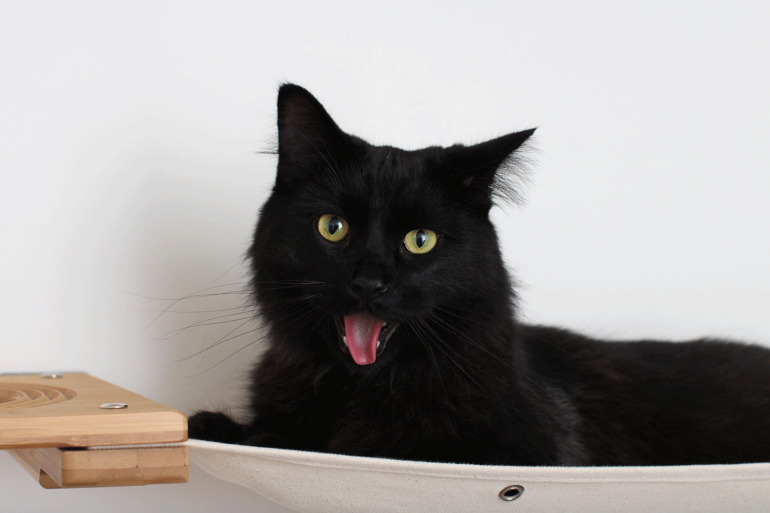 black cat with tongue out laying on wall mounted cat furniture