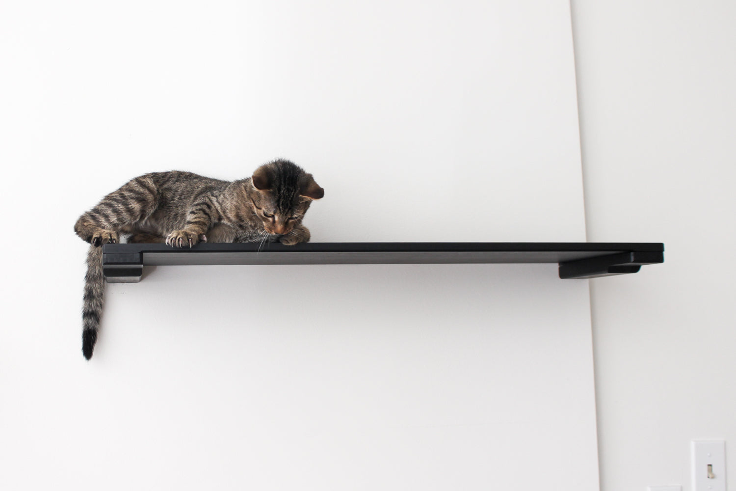 very cute kitten laying on wall mounted cat shelf