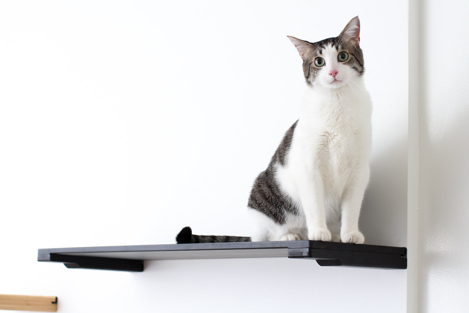 A cat standing on a 34-Inch Solid Shelf in Onyx, a black stain.