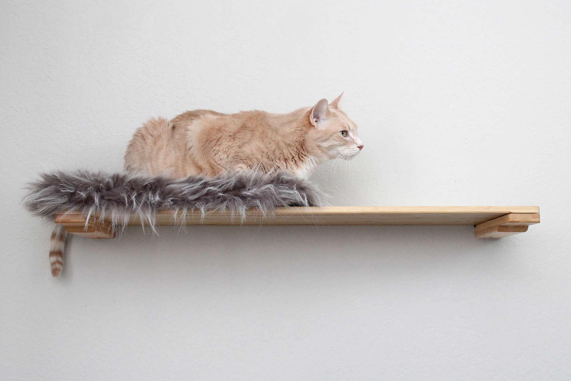 Cat on 34 Inch Natural Shelf with Grey Plush Bed