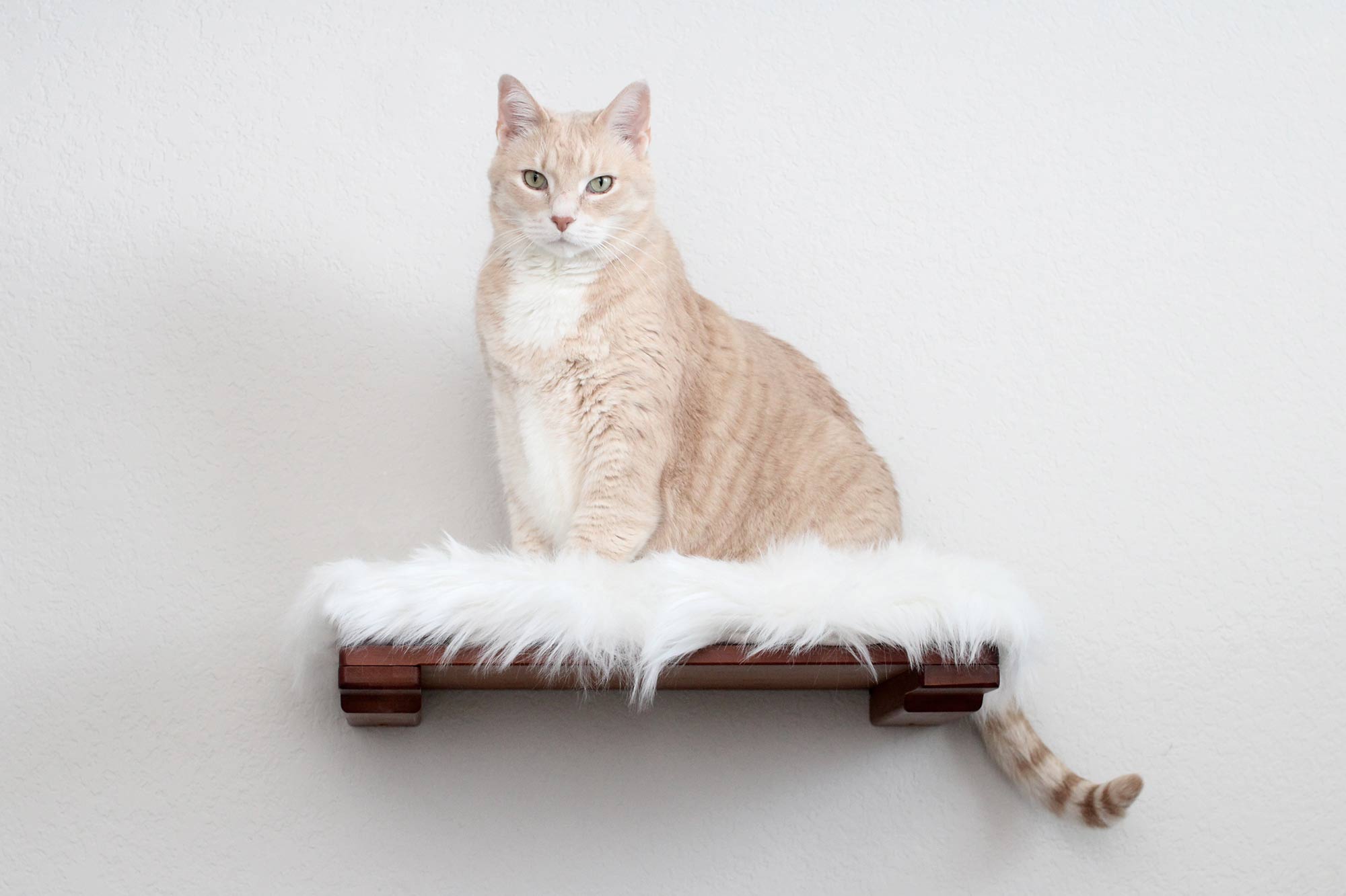 cat sitting on 18 inch shelf with cream plush cat bed