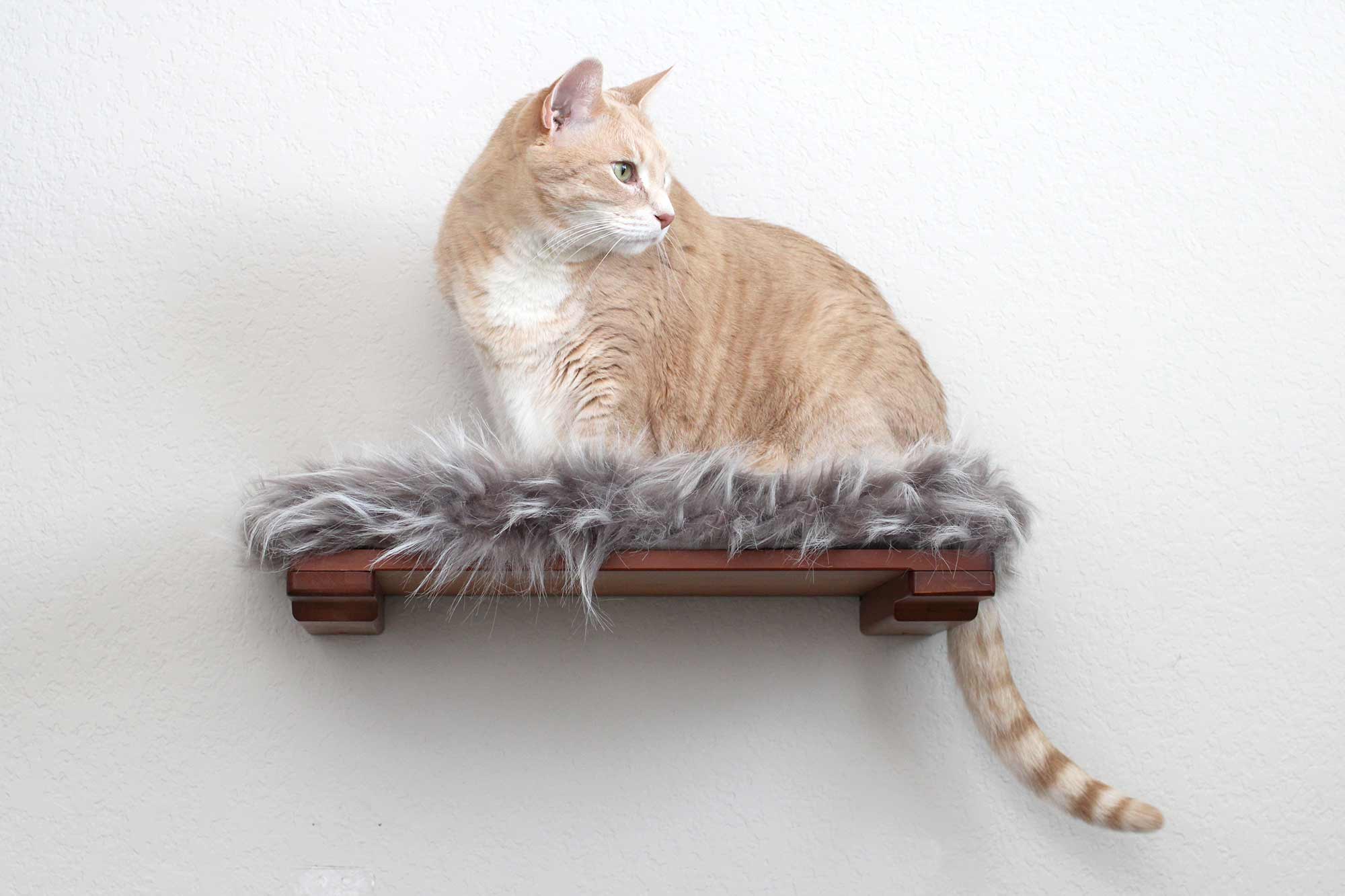 cat sitting on 18 Inch shelf with grey plush cat bed