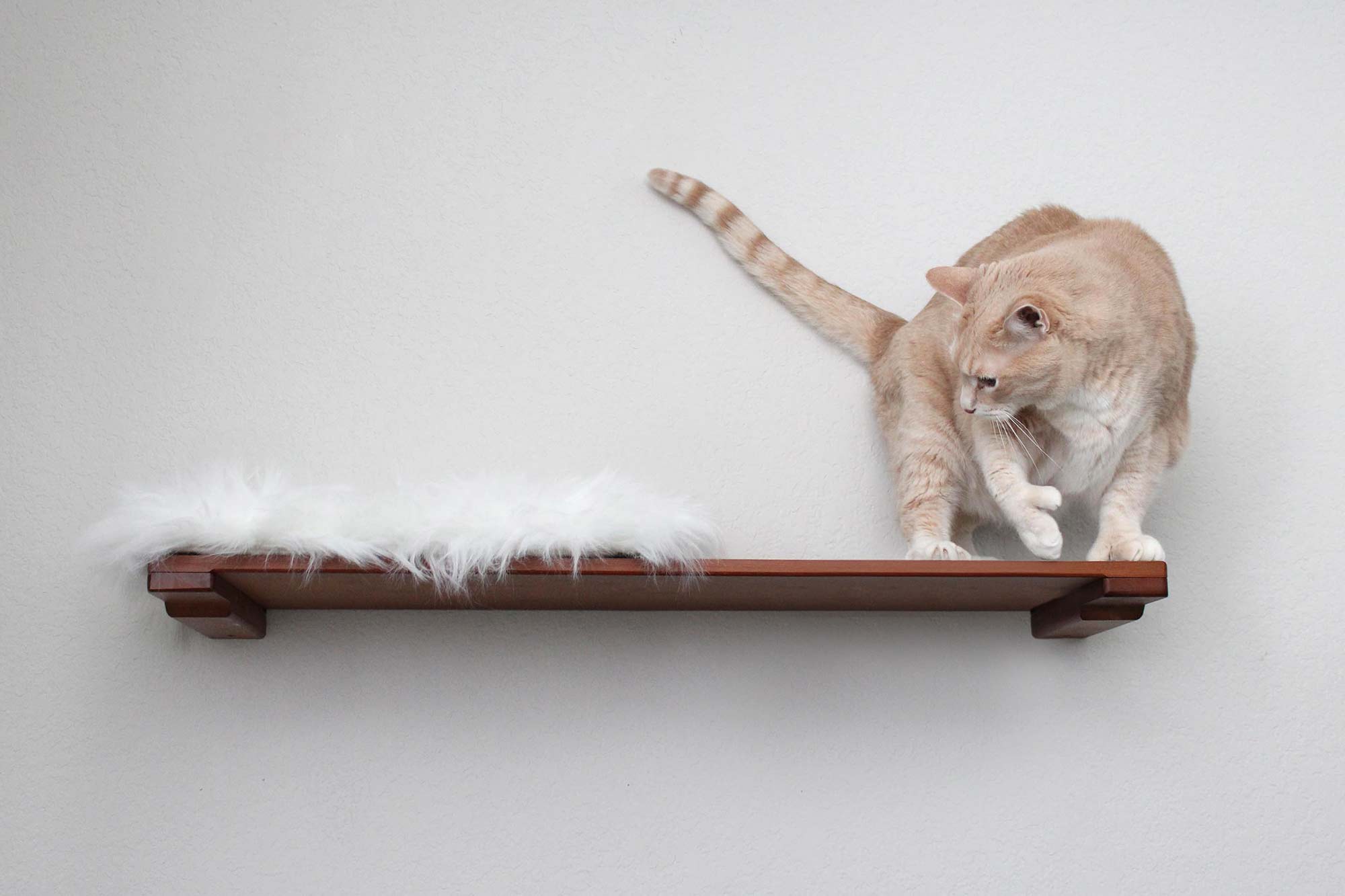 Cat on wall shelf with plush bed