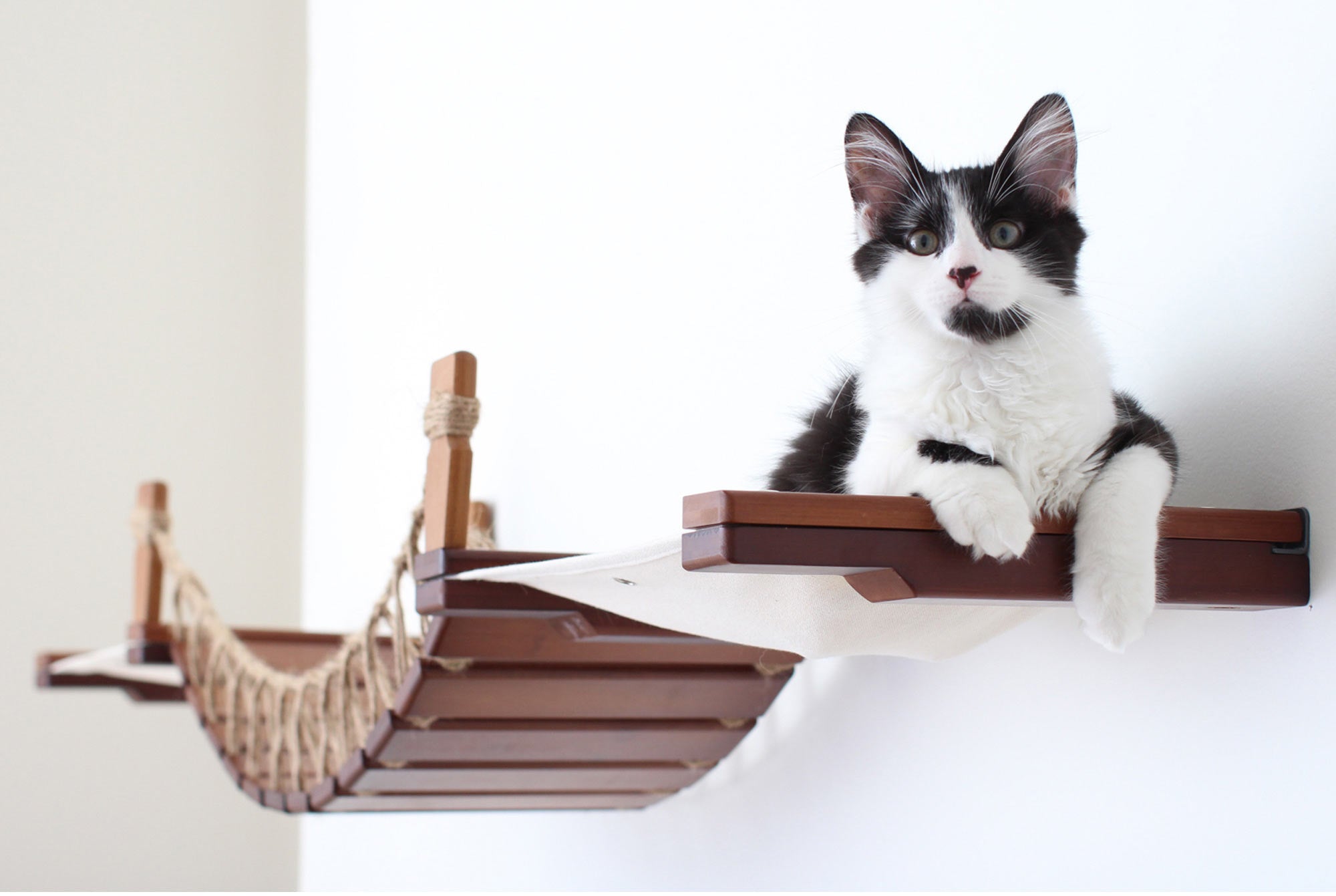 cat laying on bridge