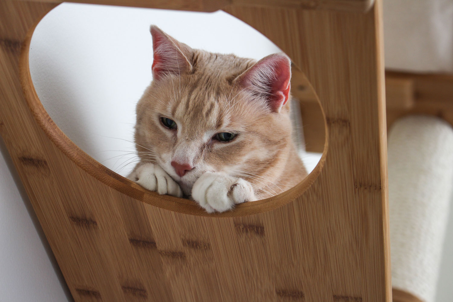 wall mounted cat toys