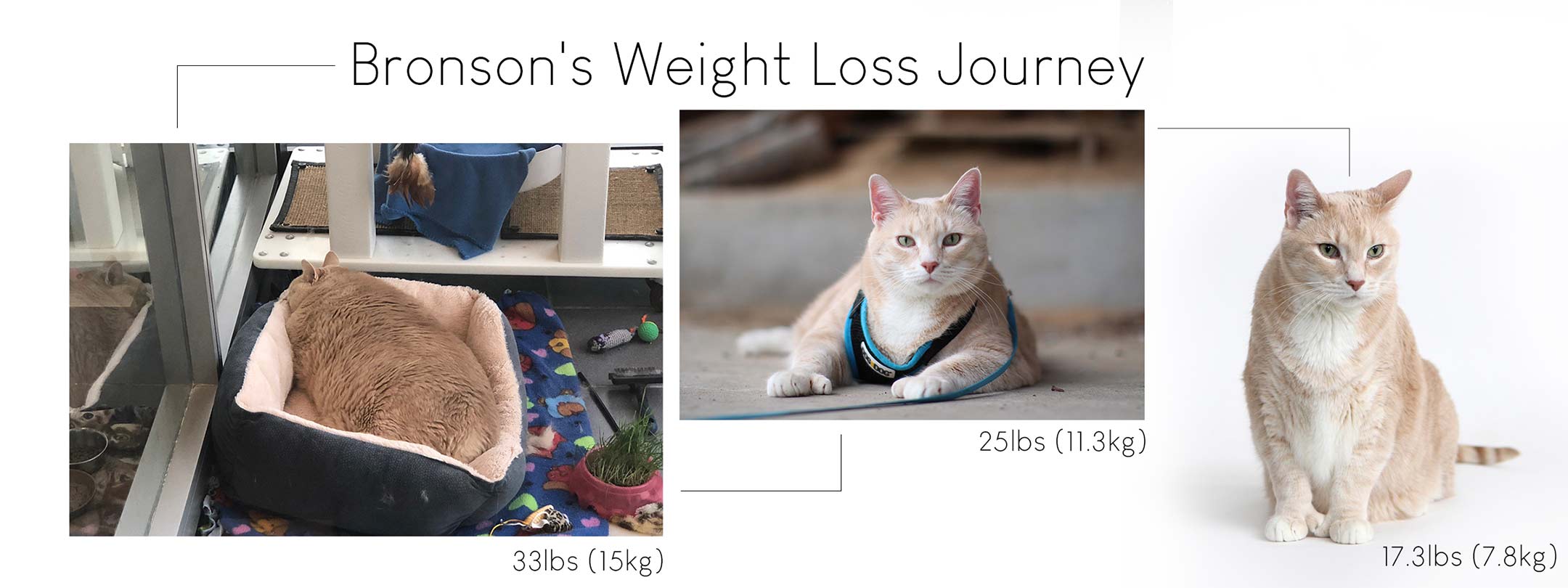 Cat weight hotsell loss plan