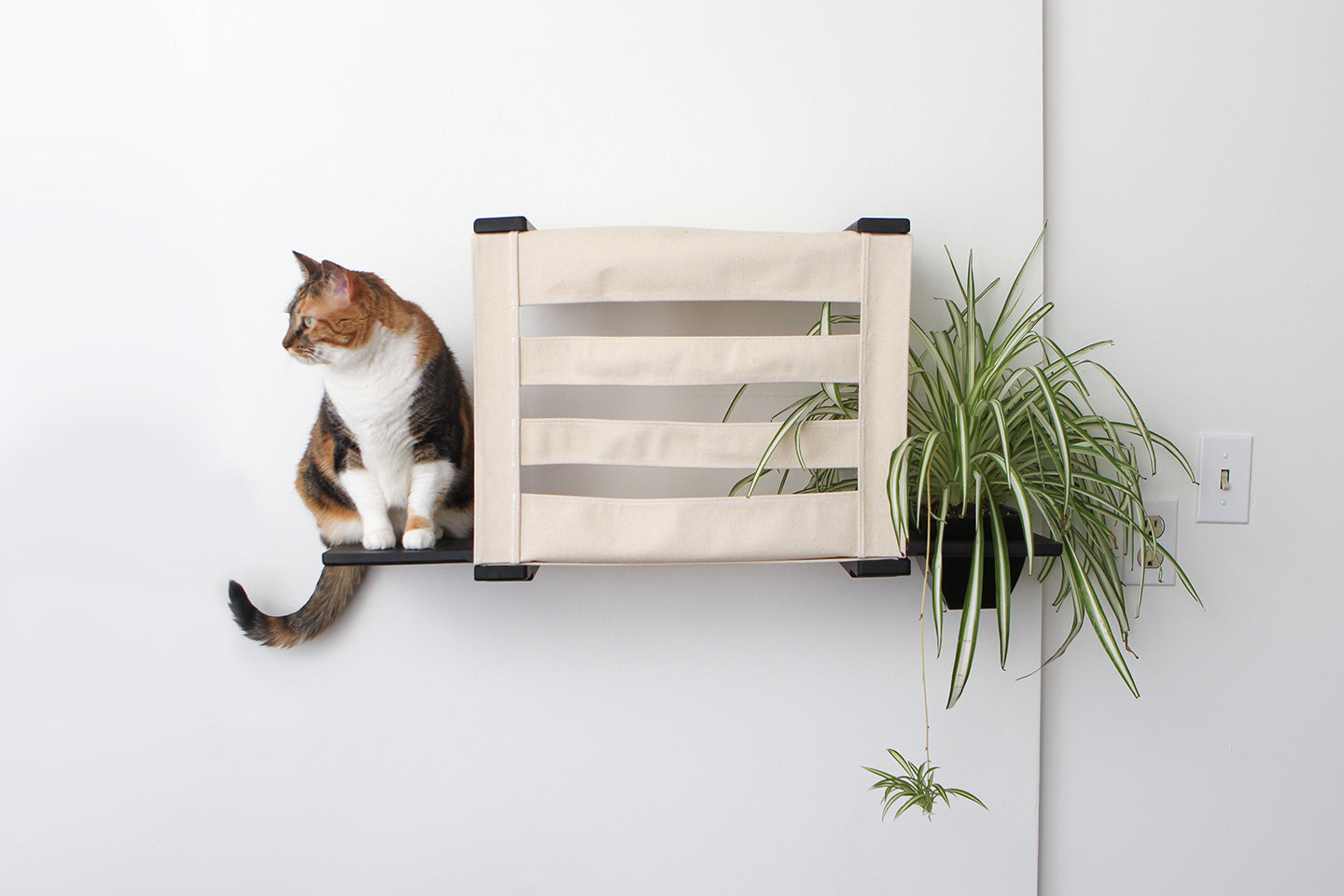 This photo displays a cat sitting on one ledge of the Deluxe Cat Cubby. This Cat Cubby is in Onyx, a black stain, includes a planter, and has the slotted canvas.