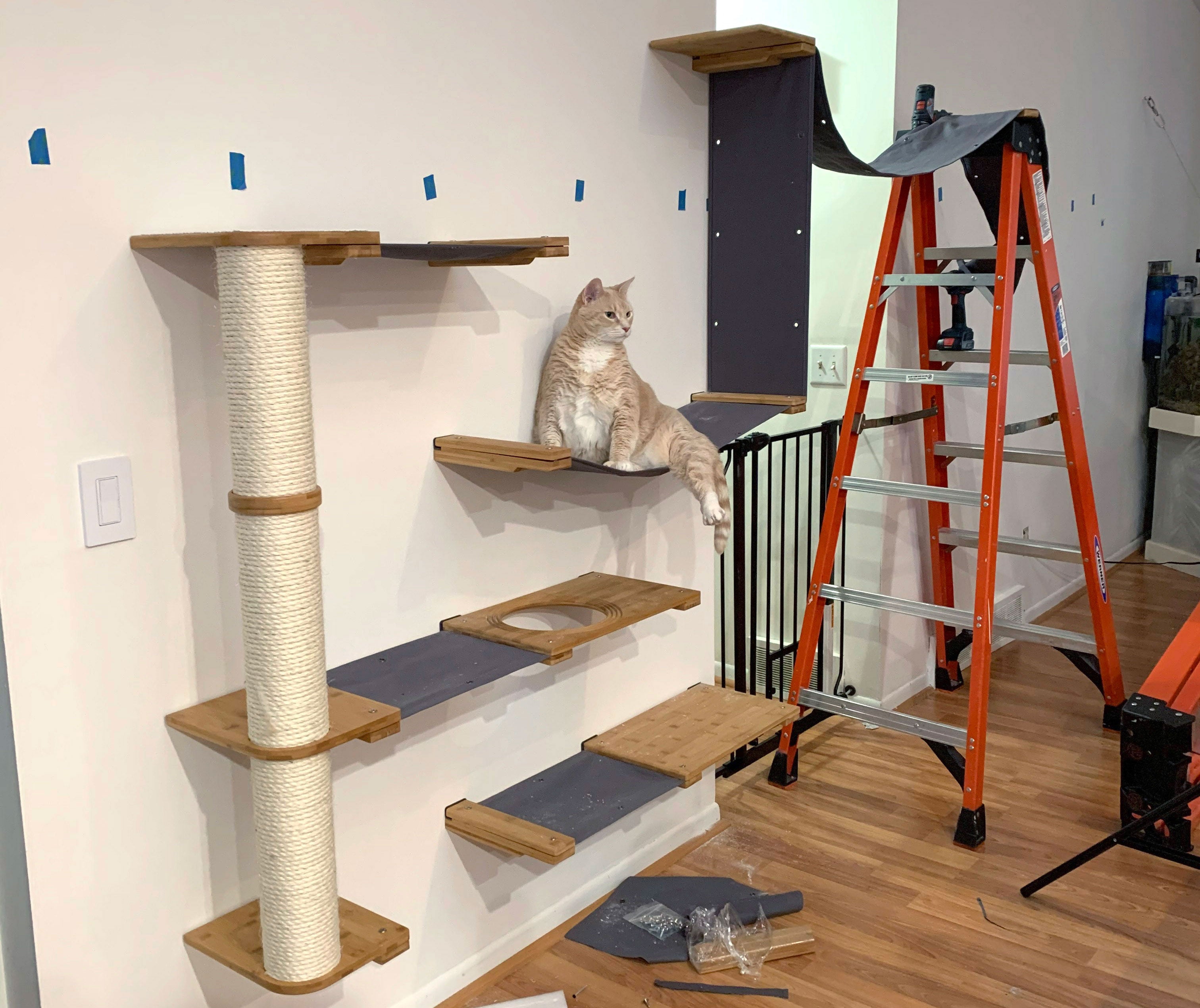 cat playground on wall