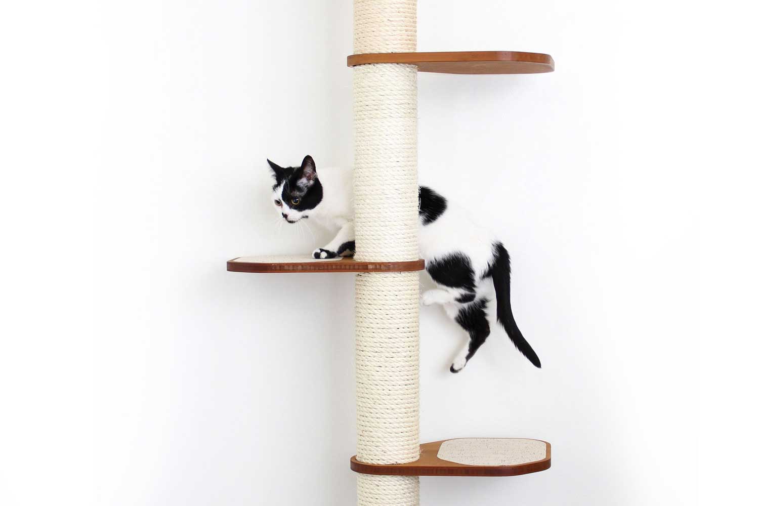 見事な アレスグラフィオ 店CatastrophiCreations Deluxe Cat Fort Wall Mounted Lounge,  Climb and Play Fu