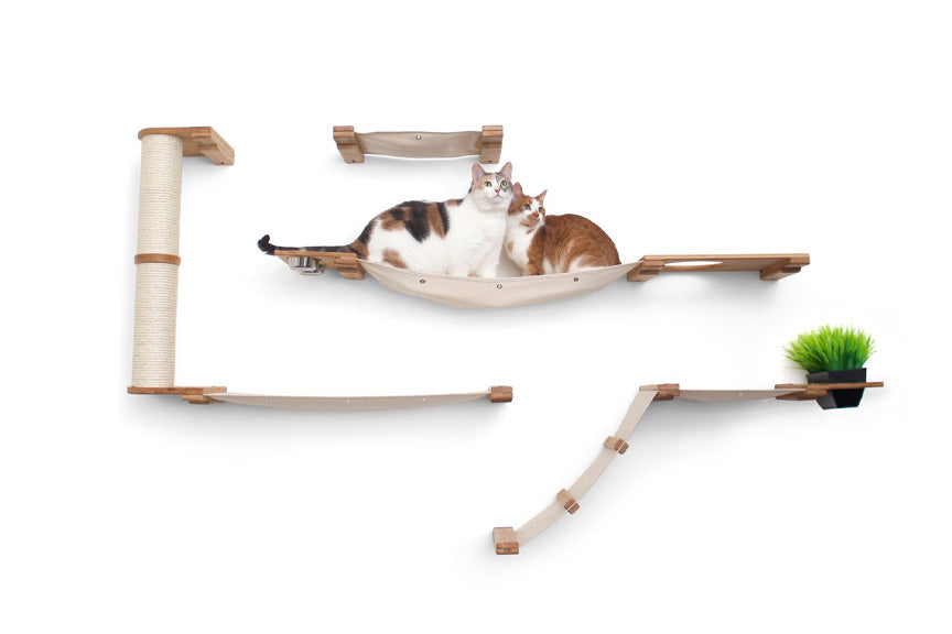 two cats on hammock
